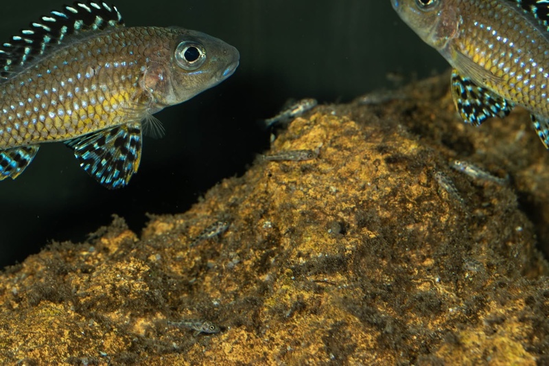 Xenotilapia papilio 'Tembwe Deux'